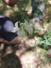 Linaria nivea