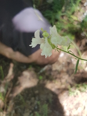 Linaria nivea