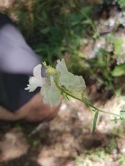 Linaria nivea