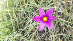 Syringodea bifucata