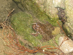 Pelophylax kurtmuelleri