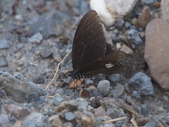 Papilio castor