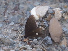 Papilio castor