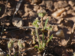 Plantago bellardii