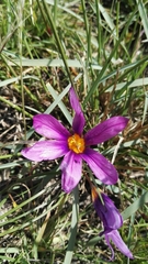 Syringodea bifucata