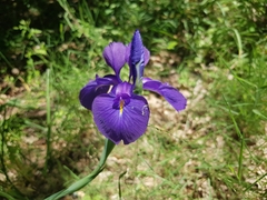 Iris latifolia