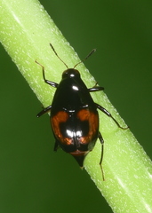 Scaphidium sinuatum