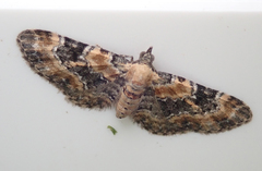 Eupithecia pulchellata