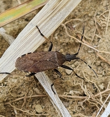 Dicranocephalus medius