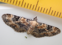 Eupithecia pulchellata