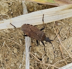 Dicranocephalus medius