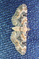 Eupithecia pulchellata