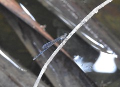 Mortonagrion arthuri