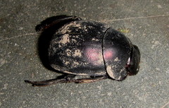 Chalconotus convexus