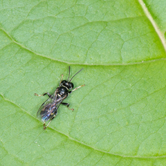 Clitemnestra bipunctata