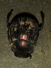 Chalconotus convexus