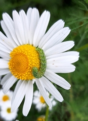 Cucullia chamomillae