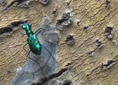 Cylindera versicolor