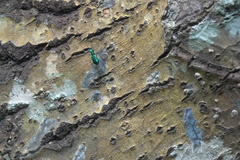 Cylindera versicolor