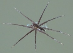 Nilus albocinctus