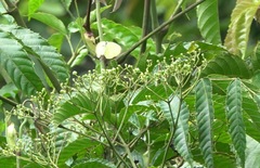 Gandaca harina distanti