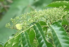 Gandaca harina distanti