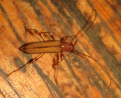 Cordylomera karschi