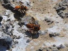 Megachile rufovittata