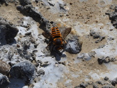 Megachile rufovittata