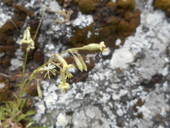 Silene nutans nutans