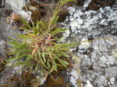 Silene nutans nutans