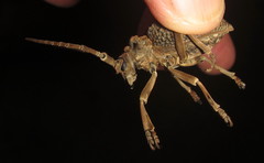 Phantasis avernica avernica