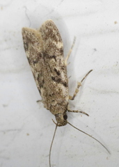 Chionodes thoraceochrella