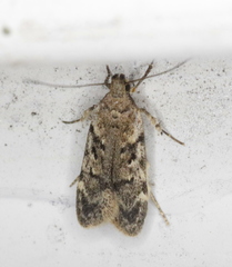 Chionodes thoraceochrella