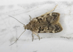Chionodes thoraceochrella