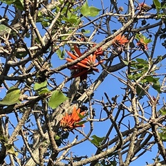 Erythrina lysistemon