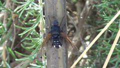 Satyramoeba hetrusca