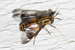 Chrysops lateralis