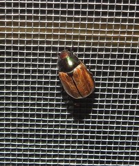 Anomala testaceipennis