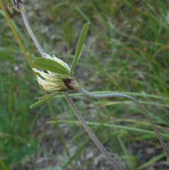 Trifolium ochroleucon ochroleucon