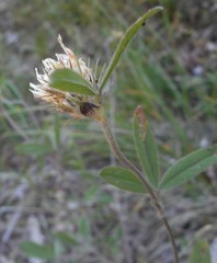 Trifolium ochroleucon ochroleucon