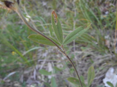 Trifolium ochroleucon ochroleucon