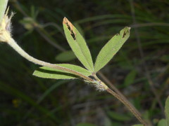 Trifolium ochroleucon ochroleucon