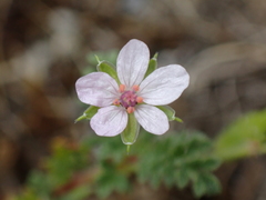Erodium lebelii