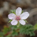Sticky Stork's-Bill - Photo (c) Pierre Corbrion, some rights reserved (CC BY-NC-SA), uploaded by Pierre Corbrion