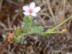 Erodium lebelii