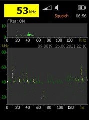 Pipistrellus nathusii