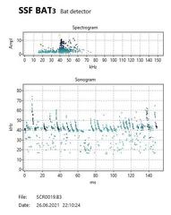 Pipistrellus nathusii