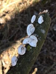 Poronidulus conchifer image
