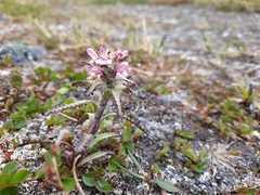 Pedicularis hirsuta